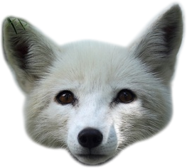Arctic Foxes Logo.png