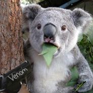 Koala6.jpg